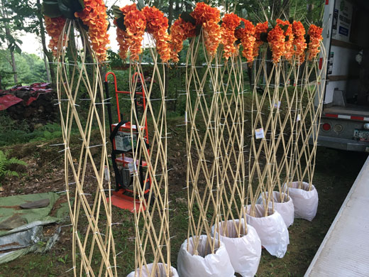 Woven Harlequin trees