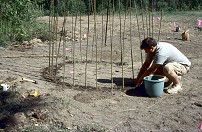 3) Planting the circle of the dome