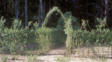 11) The installation in August just after a summer prune
